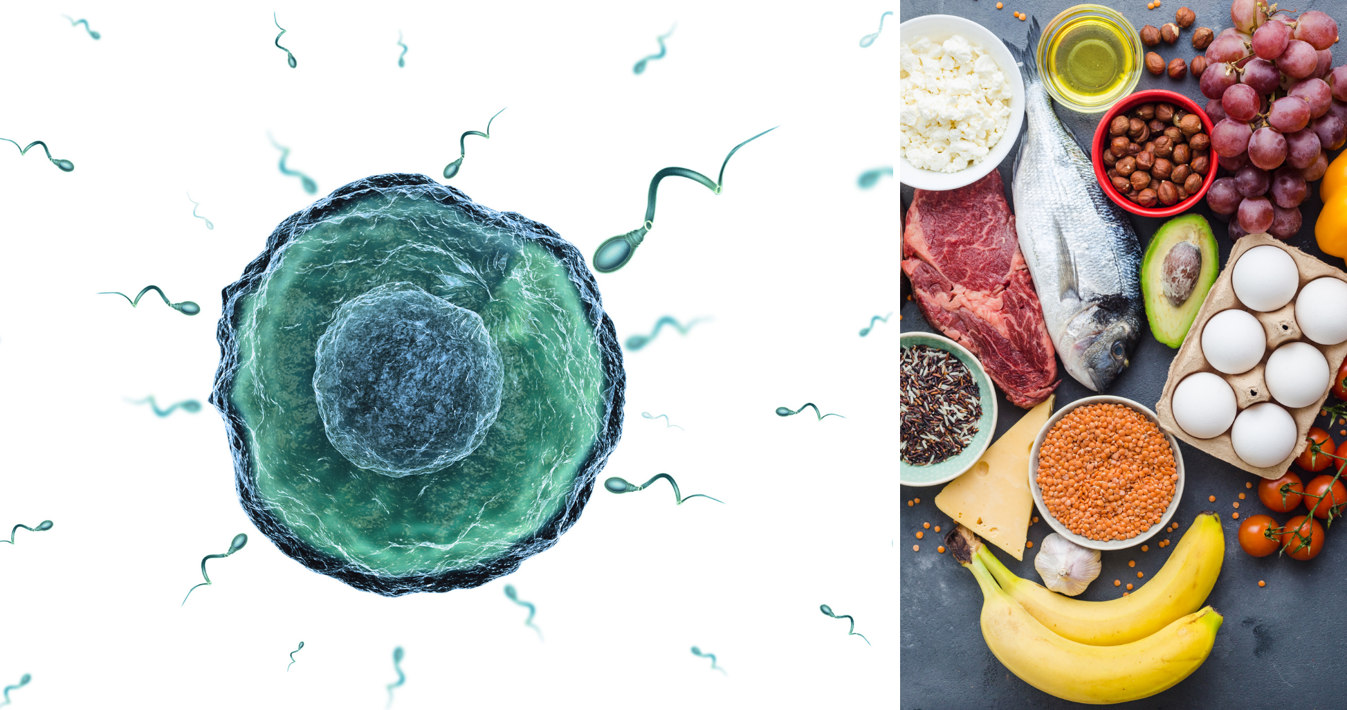 Read more about the article IVF and Nutrition – Is the Mediterranean Diet my best option?